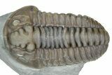 Fossil Flexicalymene Trilobite - Mt Orab, Ohio #375318-1